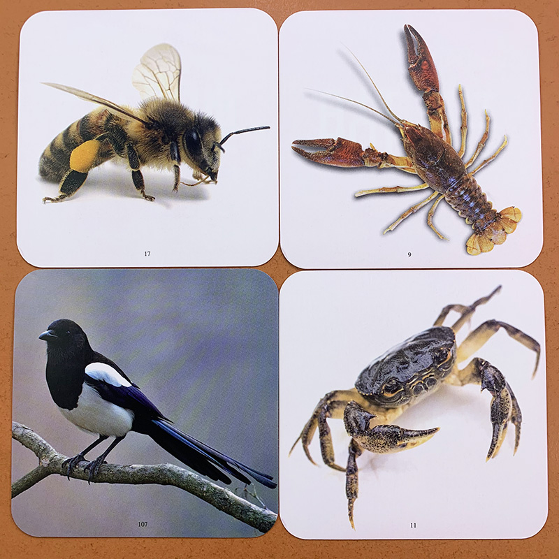 儿童早教认知卡片看图识物认识动物王国英汉对照幼儿园036岁宝宝儿童