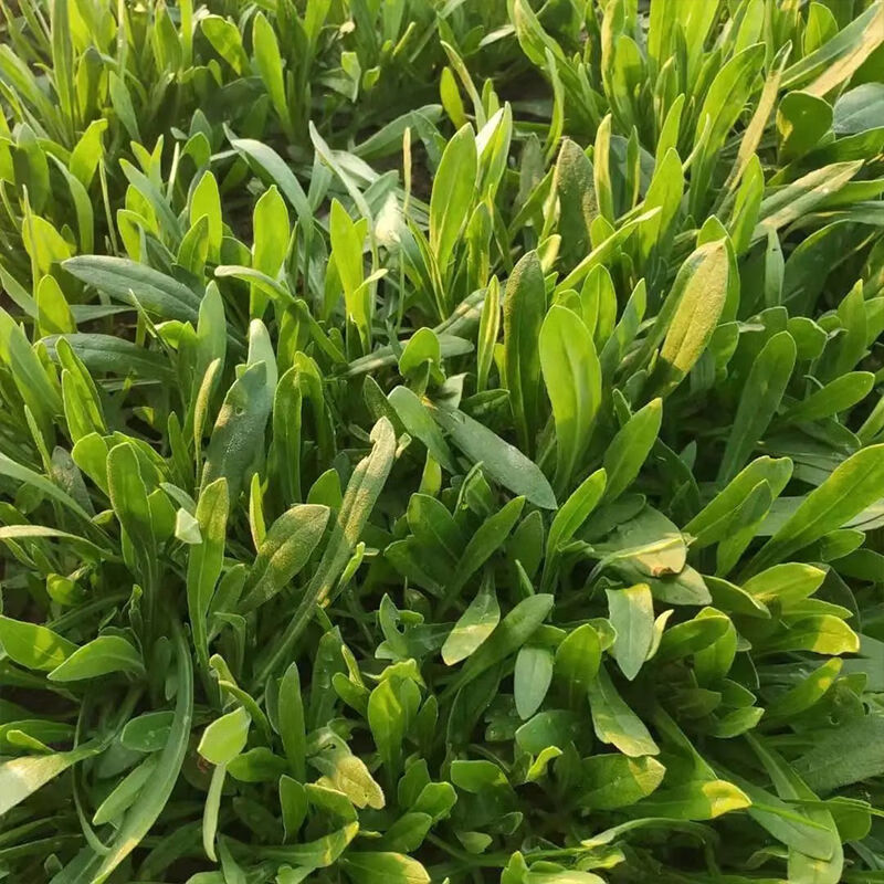 面条菜新鲜野生野菜羊蹄棵新鲜蔬菜现挖柳叶菜河南特产蒸菜羊蹄阔新鲜