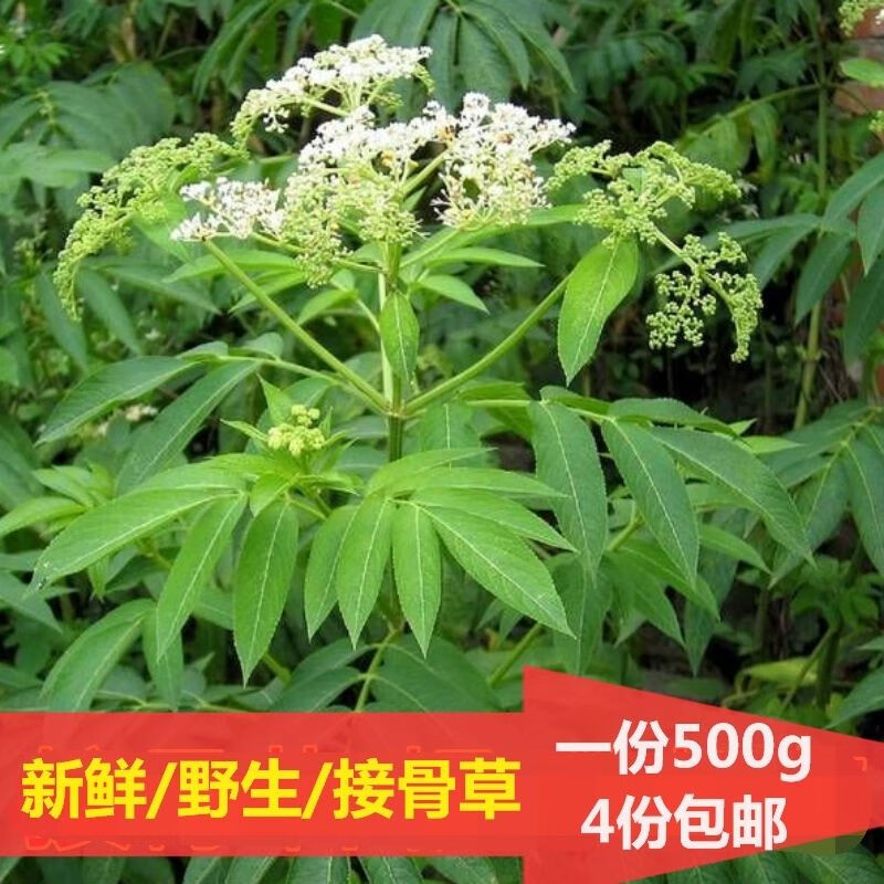 鲜接骨草陆英八棱麻小接骨丹跌打扭伤 官方品质接骨草干品1斤【图片
