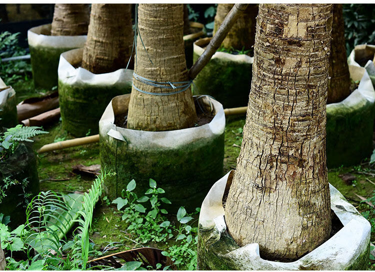 白色植树袋无纺布美植袋 种植袋加厚花卉育苗袋 树苗移栽移植布袋 25x