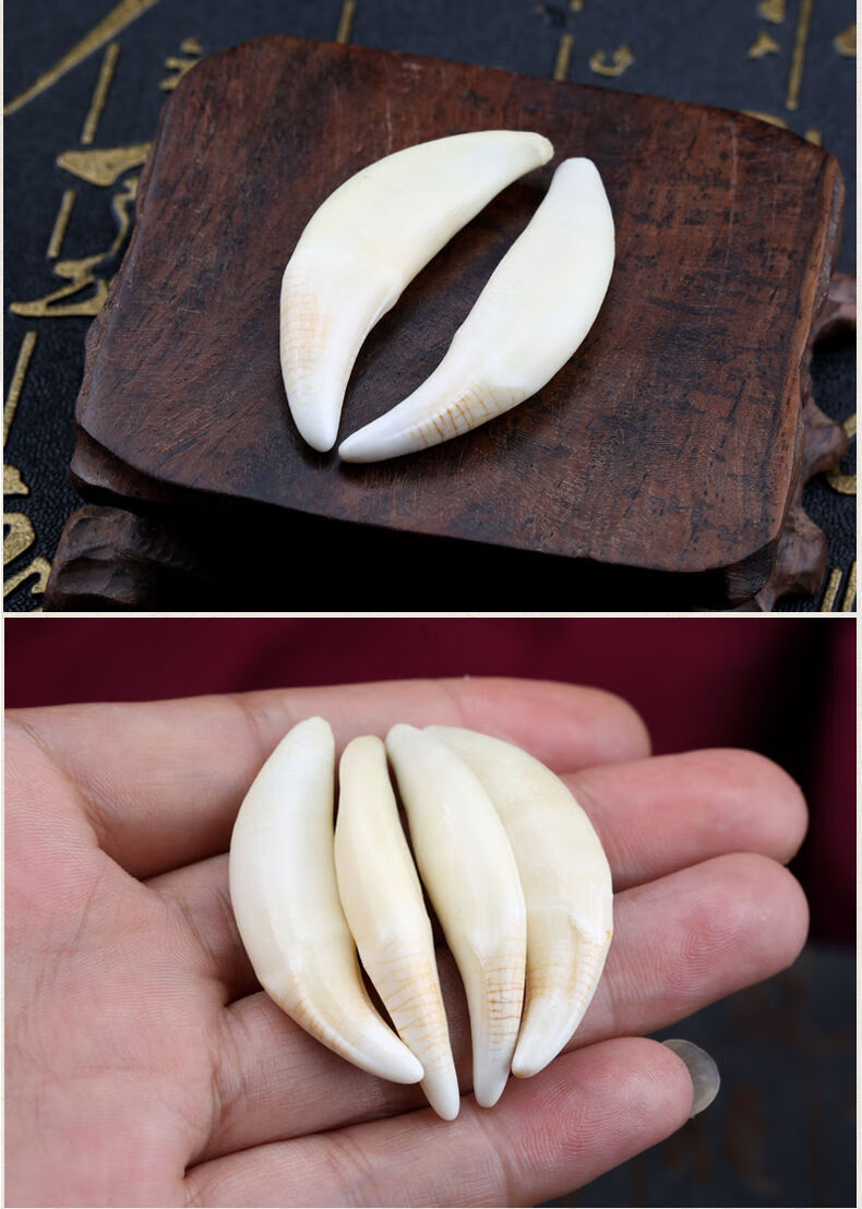 恋铂(lianbo) 狼牙吊坠 项链真品藏獒黑狗牙齿男女士个性饰品挂坠 带