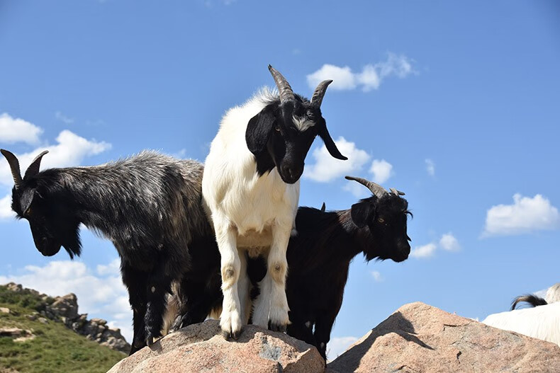 农家姑娘 山羊肉 农家放养山羯羊 羊腿 羊排 羊蝎子 整条羊腿5斤(带