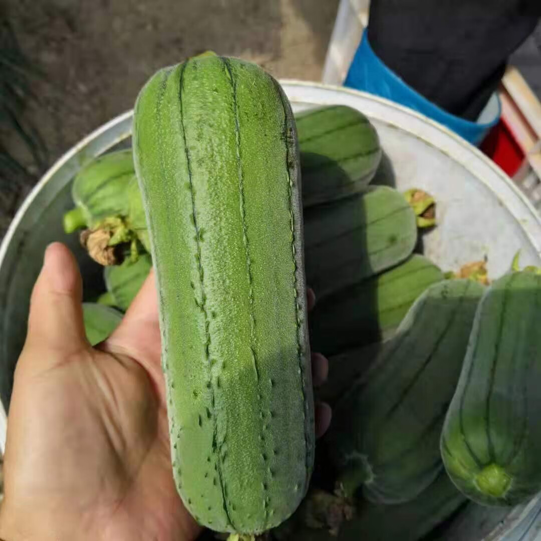 丝瓜新鲜蔬菜河南农家肉丝瓜水瓜香丝瓜短棒肉丝瓜小丝瓜5斤肉丝瓜