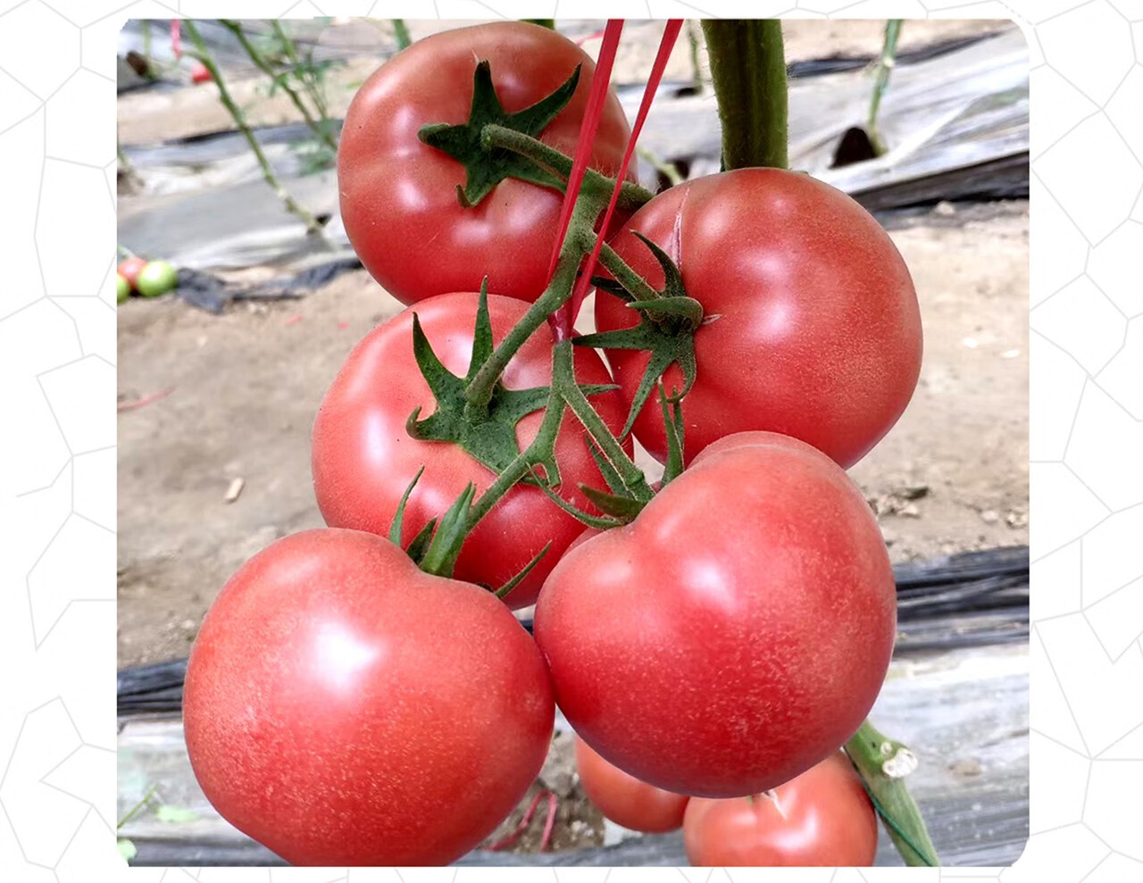 中科茂华蔬菜种子黛安娜番茄种子果实高圆形粉红色果型美观耐裂果耐