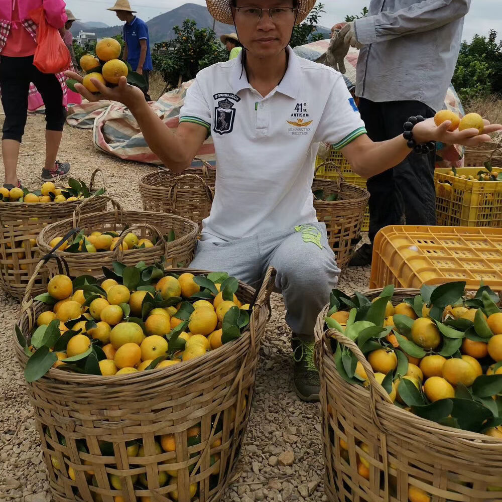 江西南丰蜜桔子新鲜水果黄橘子薄皮应季时令水果小贡橘沙糖桔批发