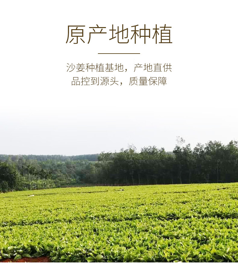 文昌馆海蓝厨房海南新鲜沙姜山奈250g厨房调味料白切鸡椰子鸡煲汤