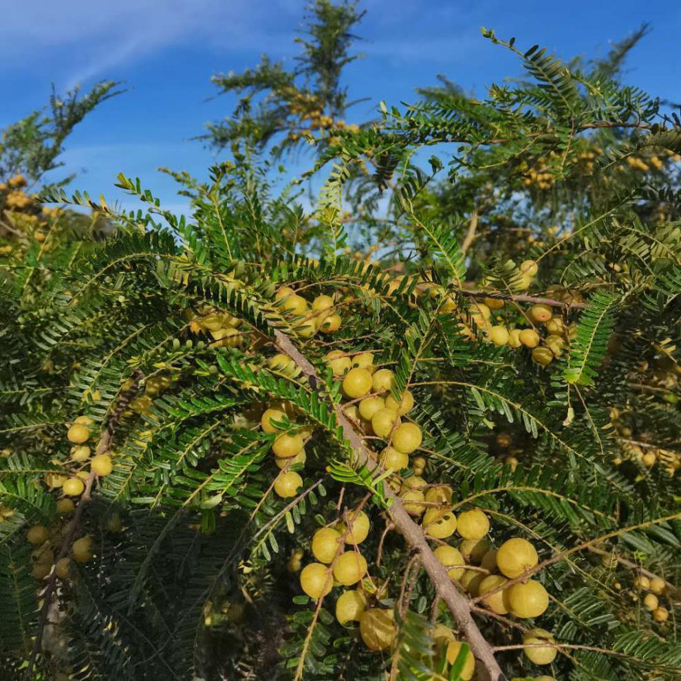 现货油甘果新鲜赤皮甜种油柑潮汕野生余甘果牛甘果孕妇水果粗皮果 比
