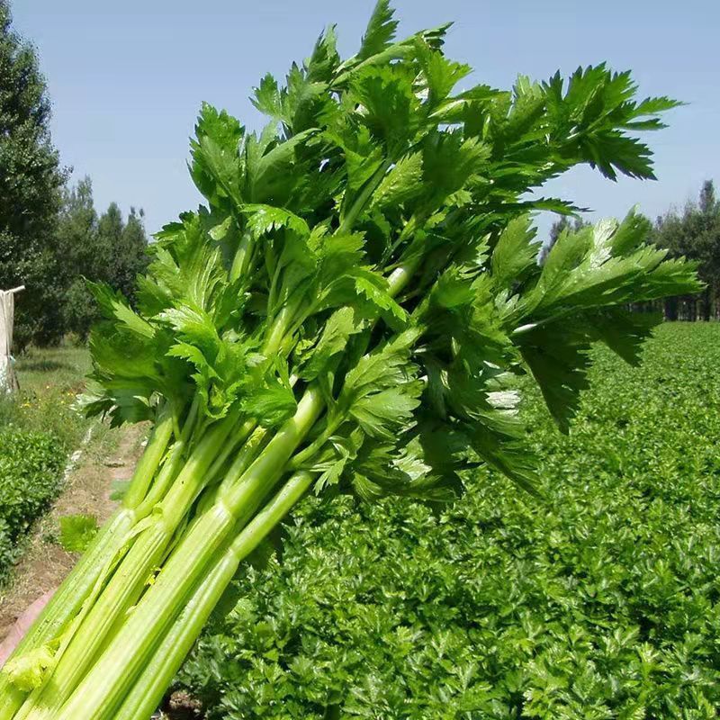 芹菜西芹小芹菜当季蔬菜新鲜嫩芹菜芹菜批发新鲜西芹山东西芹5斤实惠