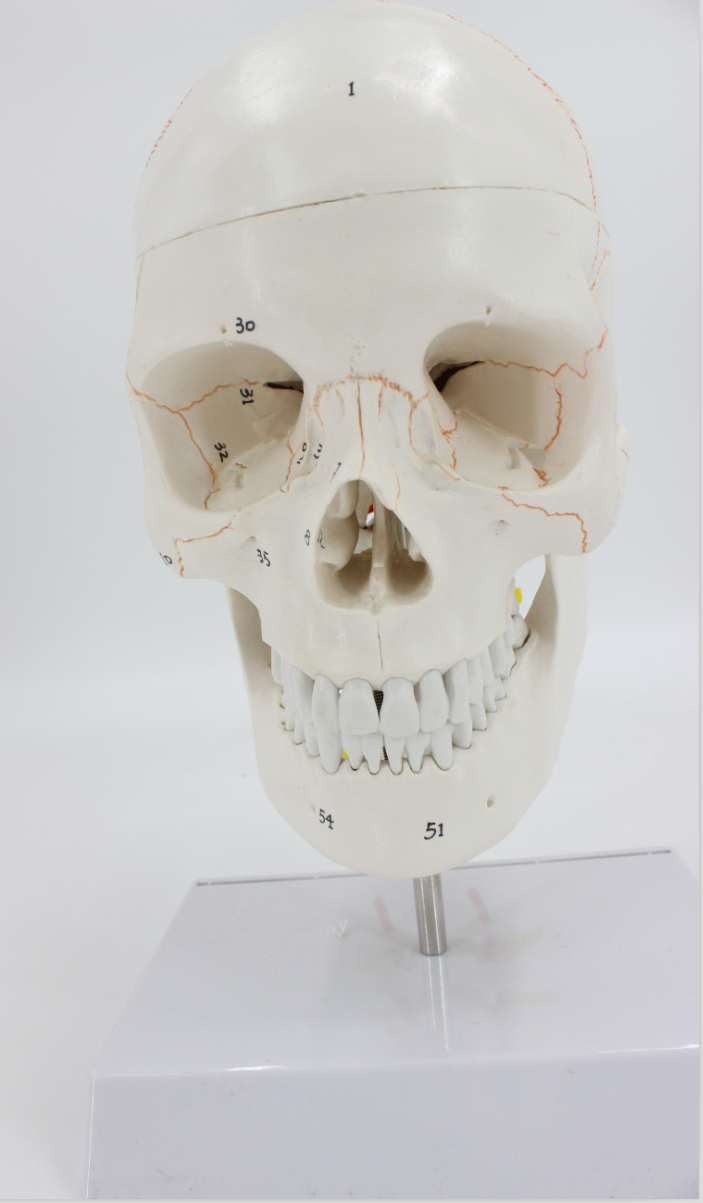 头骨模型一比一医学仿真人体头骨模型头颅骨解剖数字编码标识骷髅标本