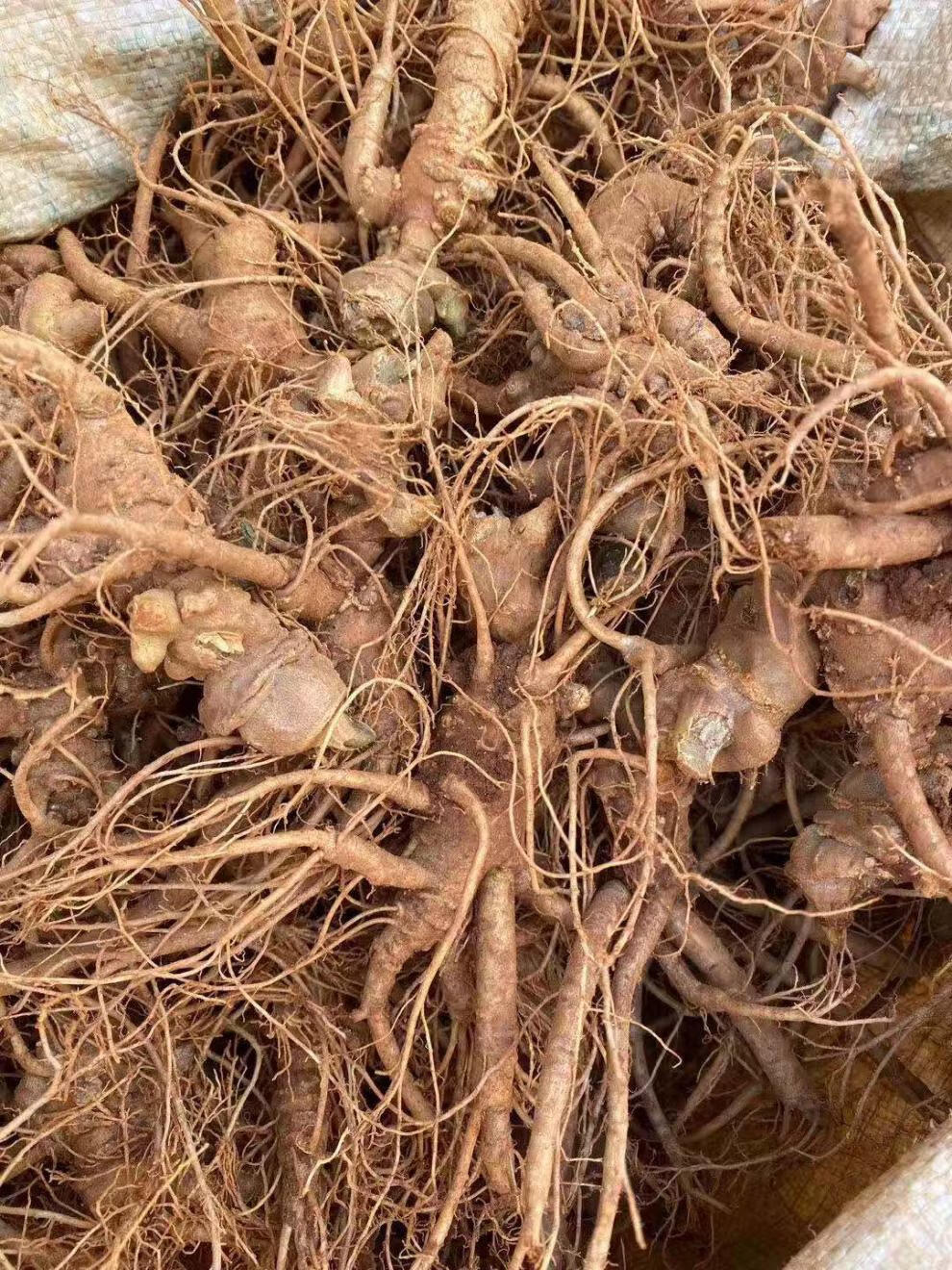 新鲜三七云南文山鲜田七现挖2头15头鲜三七根煲汤泡酒料嘉万滋补7头7