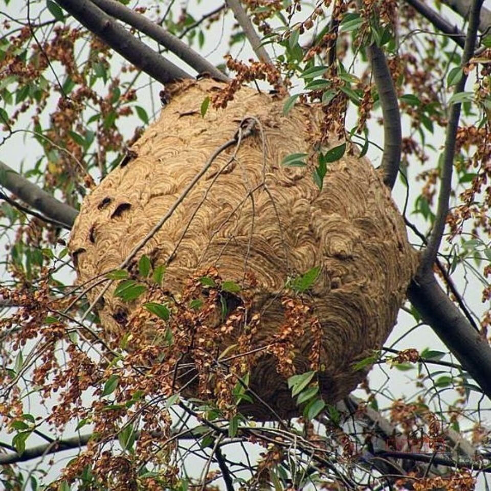 野生马蜂窝野蜂窝露蜂房老蜂巢大黄蜂胡蜂灸蜂房干蜂巢蚂蜂窝新货500g