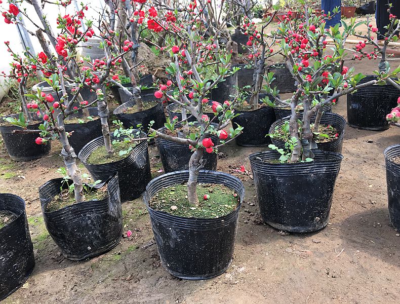 重瓣树桩海棠观花室内外盆栽老桩植物盆景开花棠花22鸳鸯海棠树杆2