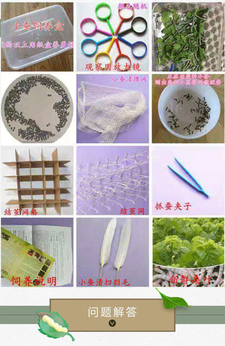 蚕宝宝别墅观察饲养箱套装全学生养蚕日记工具彩色活蚕吃桑叶新鲜