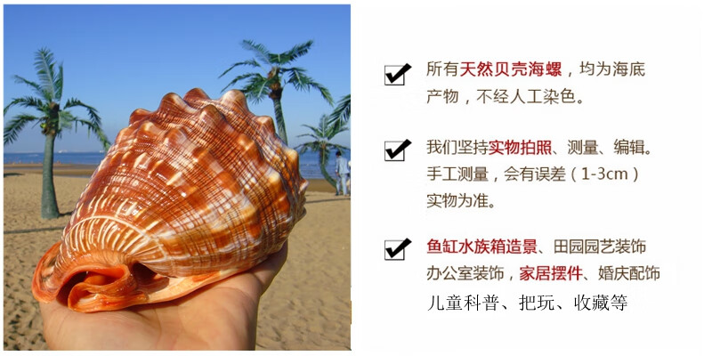 乳白色 大麒麟螺18厘米左【图片 价格 品牌 报价】-京东