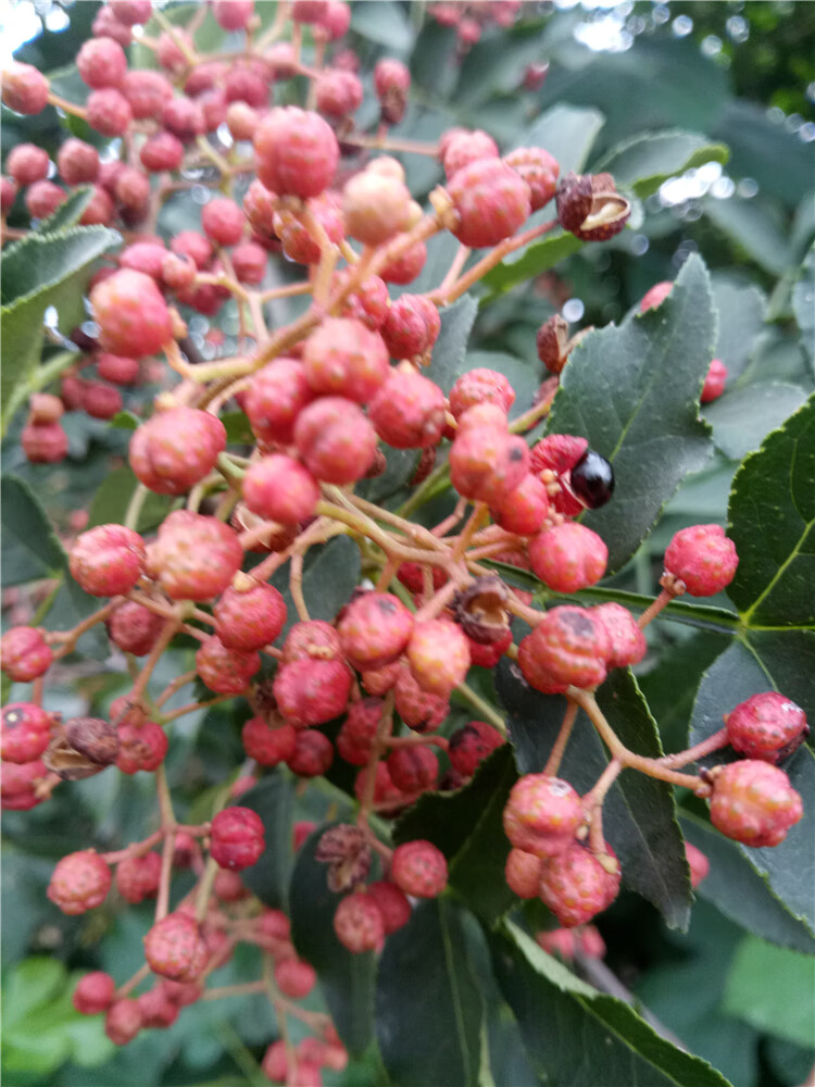 苗大红袍花椒苗四川食用麻椒苗盆栽地栽无刺高产种当年结果泰安一号