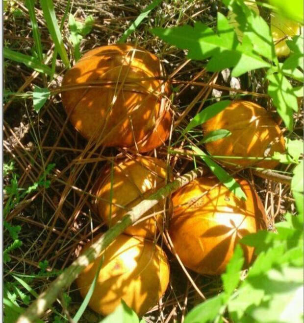 晨臻 山东泰安新泰特产子松菇新鲜松蘑干菌丁莪子泰山干货龙庭蛾子 货