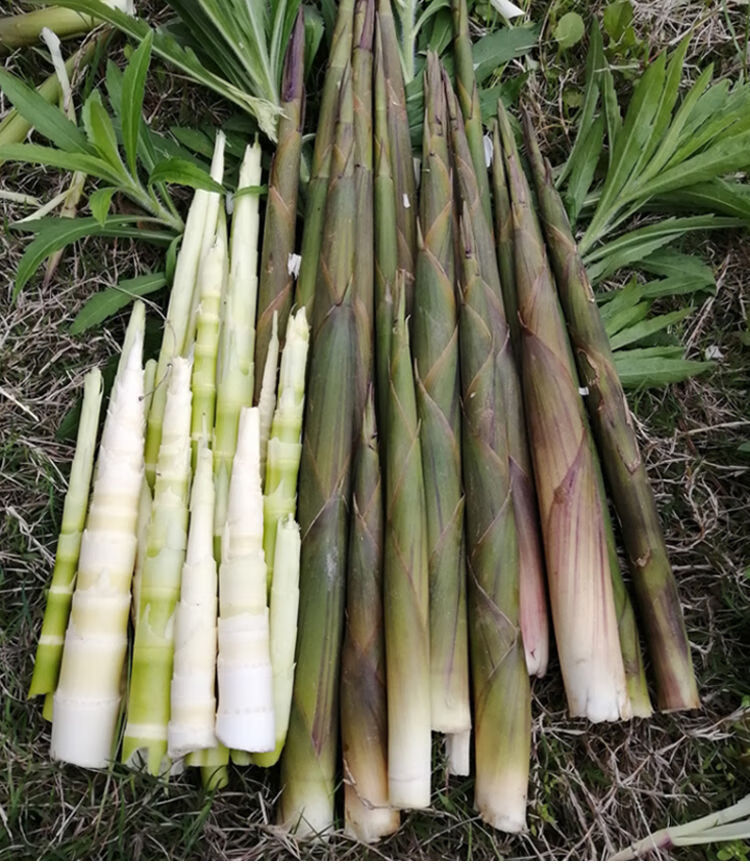 2021新鲜竹笋野生小春笋农家现挖笋带壳小竹笋新鲜笋水竹笋山竹笋1斤