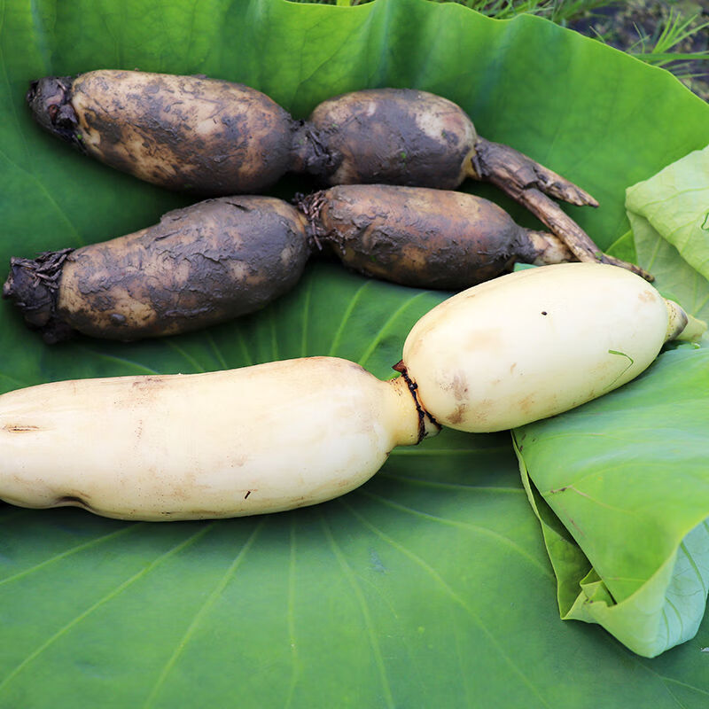 湖北新鲜莲藕现挖脆藕嫩藕洪湖莲菜 净重3斤(新鲜莲藕脆藕)【图片