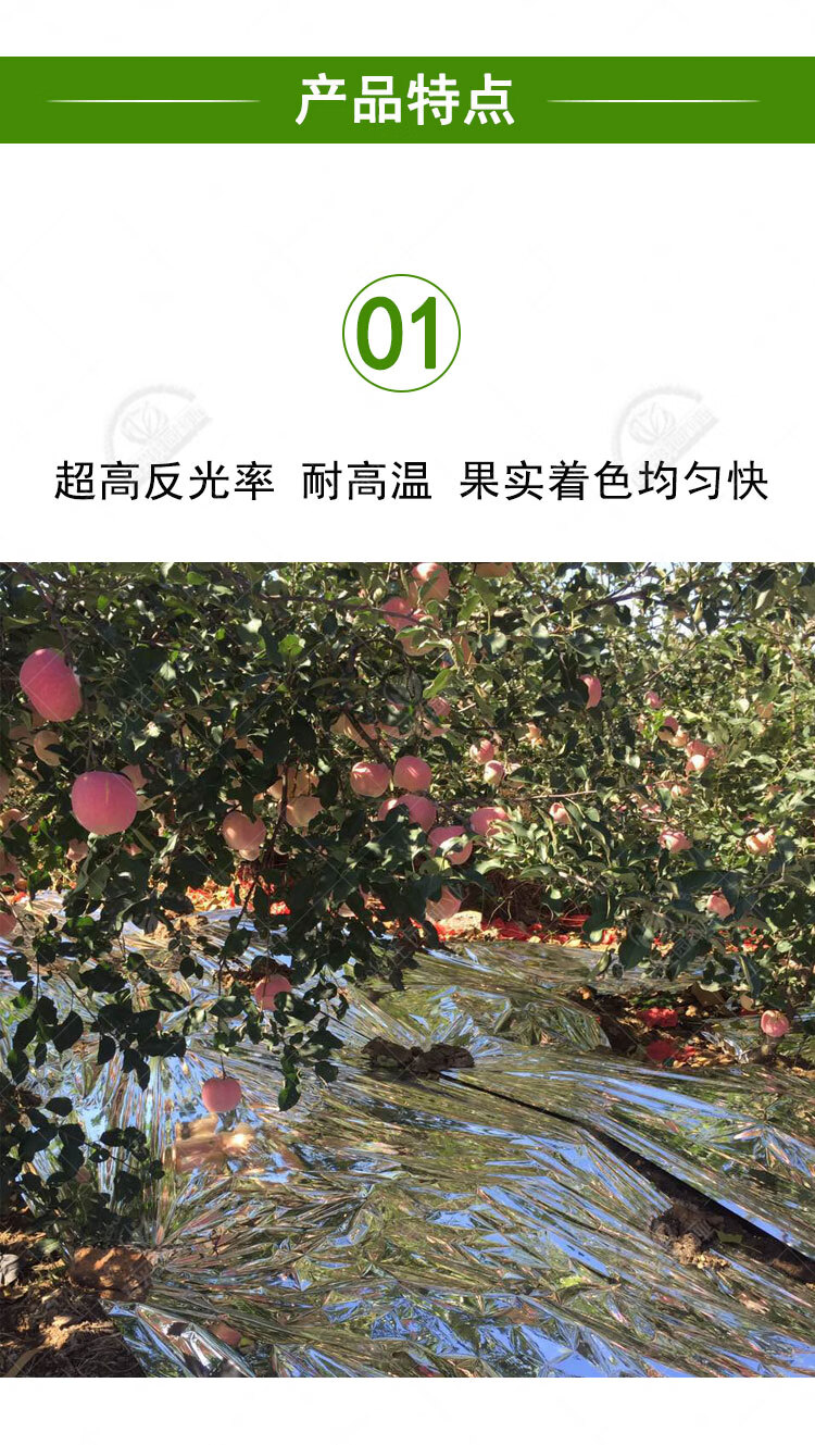 农用果树反光膜果园苹果地葡萄专用反光上色双面增色大棚增温地膜宽12