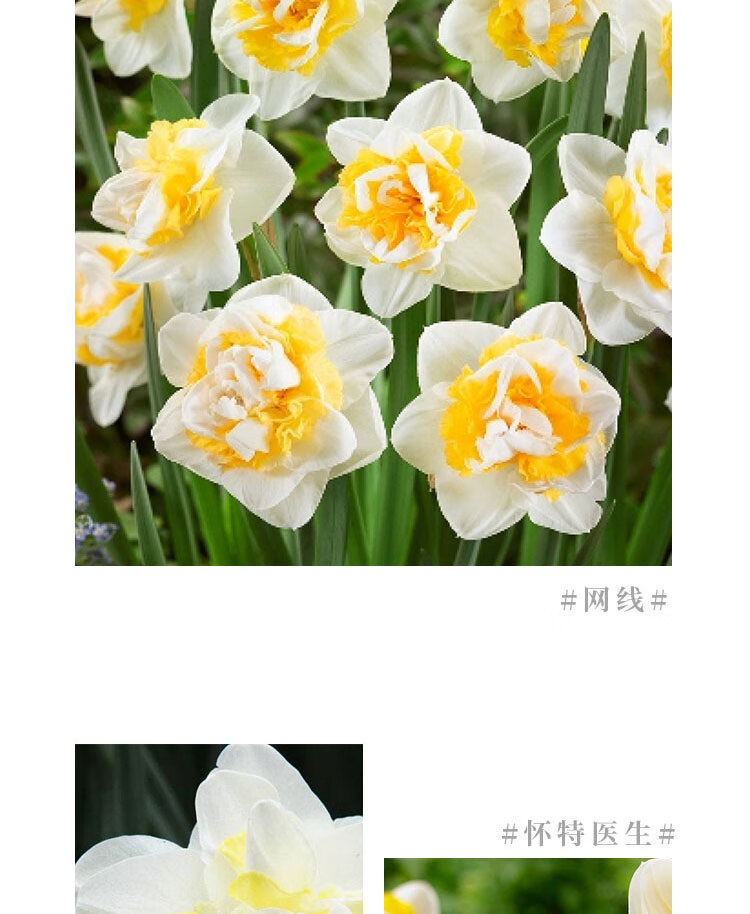 进口重瓣洋水仙花种球室内盆栽花卉冬季耐寒水培土培年宵花卉植物利普