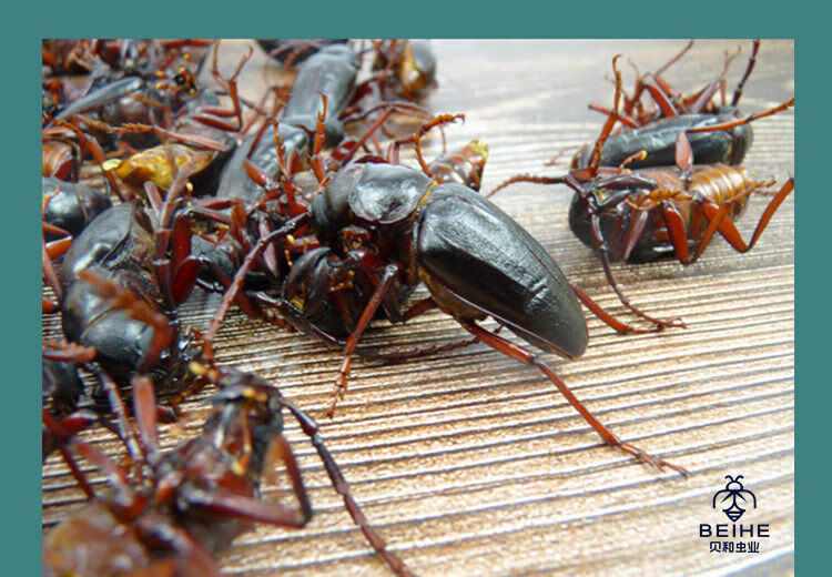 有仁堂沂蒙特产山山牛山水牛食用昆虫山虫牛公母水牛子生鲜冷冻运输