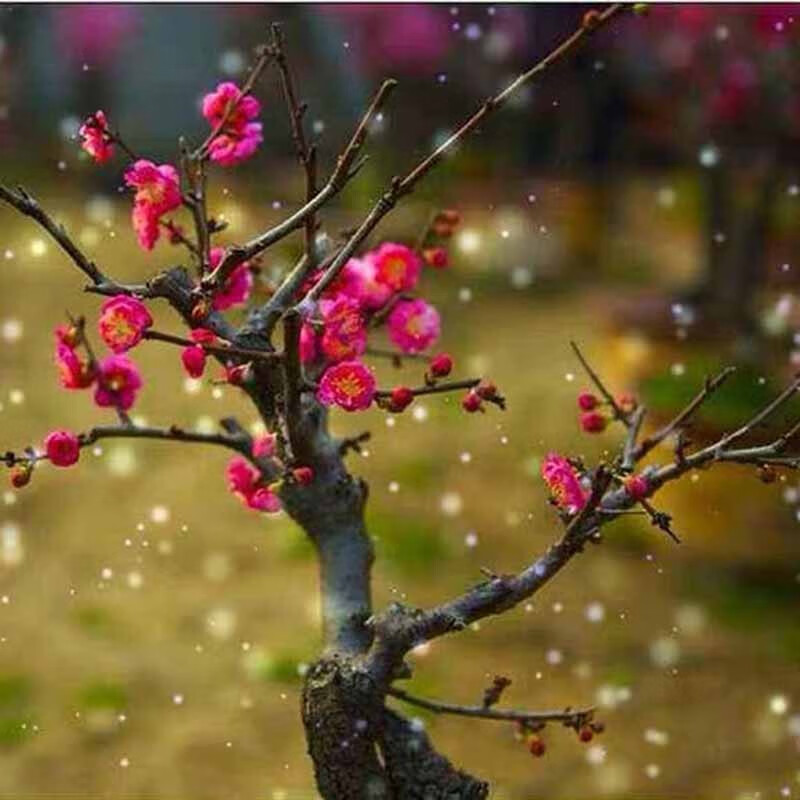 红梅 腊梅 海棠老桩盆景 桂花九里香茶花可盆栽地栽 颜色可选 花期长