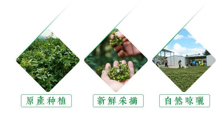 四川本地花椒苗图片