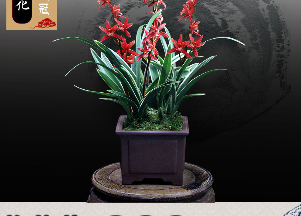 德芳兰业带花苞兰花室青龙冠室内阳台桌面花卉绿植盆栽兰花苗墨兰蕙兰