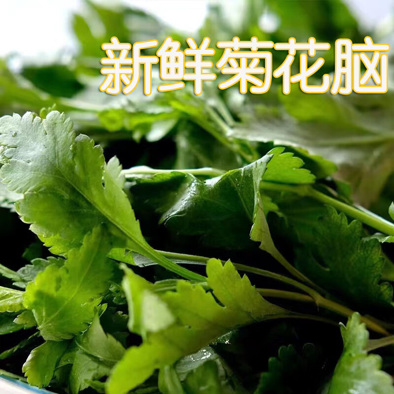 菊花脑南京特产菊花菜菊花叶涝头新鲜绿色野菜现挖现发蔬菜1500g