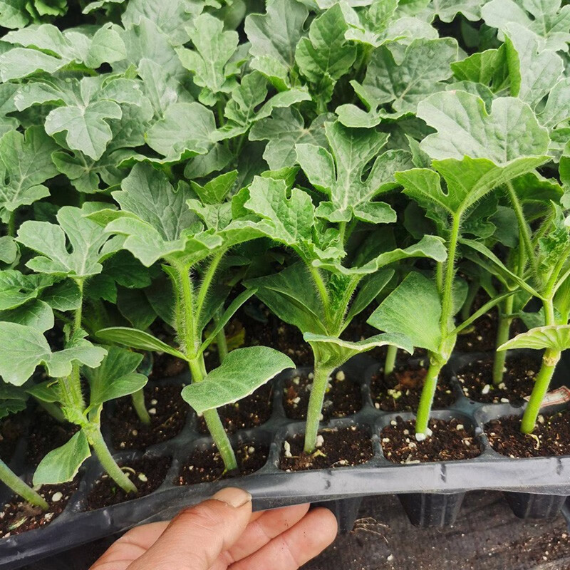 懒汉西瓜苗【20棵】不整枝 不打杈【图片 价格 品牌 报价】-京东