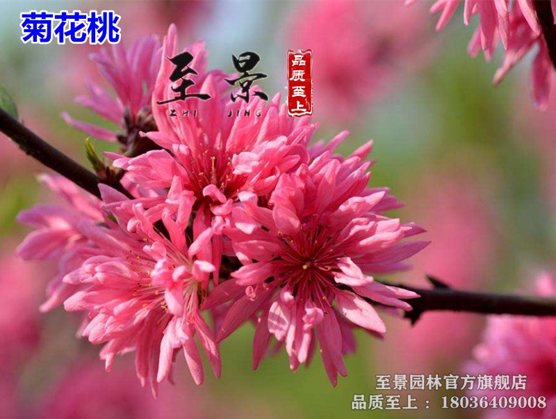 观赏桃花树苗 桃花苗 红花碧桃苗盆栽桃树苗菊花桃 景观树风景树苗