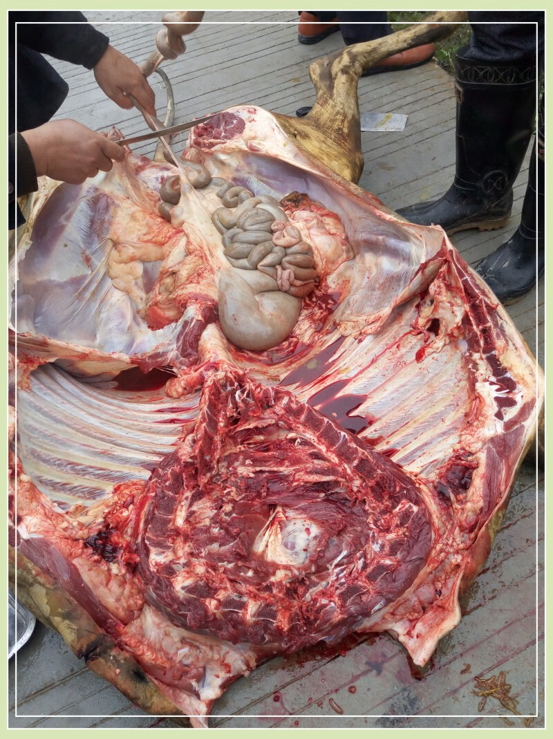 贵州黎平特产牛瘪火锅底料锦屏从江榕江牛瘪汤新鲜牛瘪2斤装g【图片