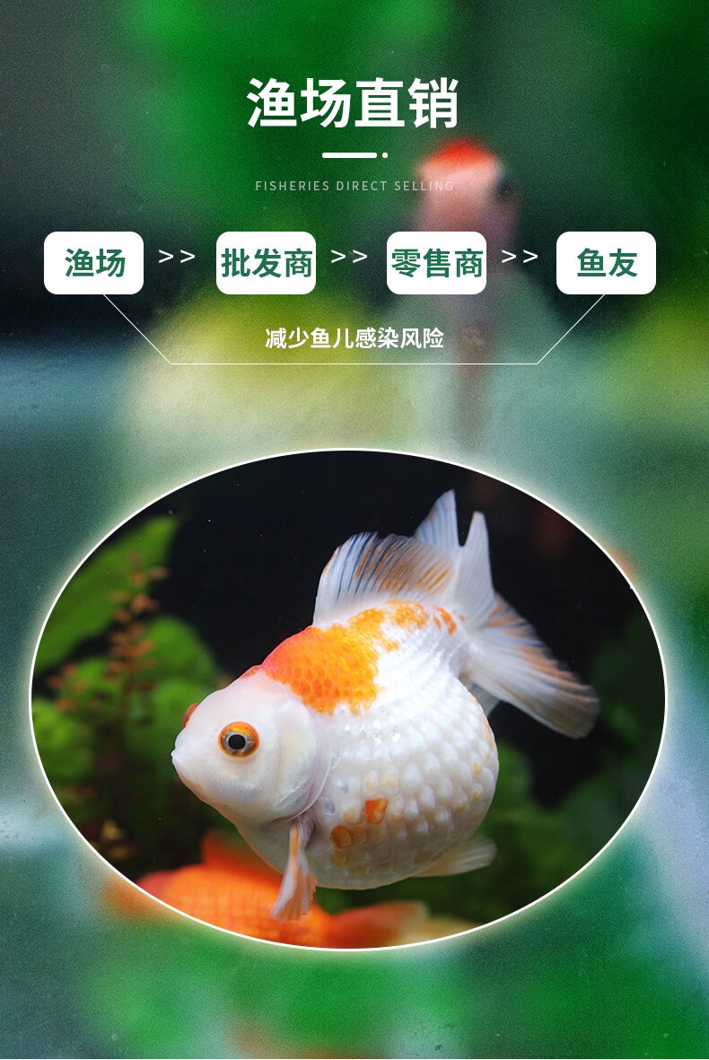 精品龍睛大眼睛金魚活體鎏金觀賞魚練手魚寵物冷水魚皮實好養耐活