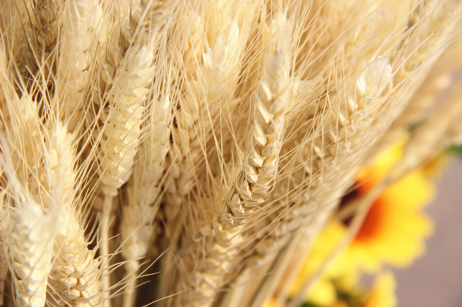 天然麦穗干花花束开业大麦田园装饰摆件拍摄道具稻穗干花真花200枝