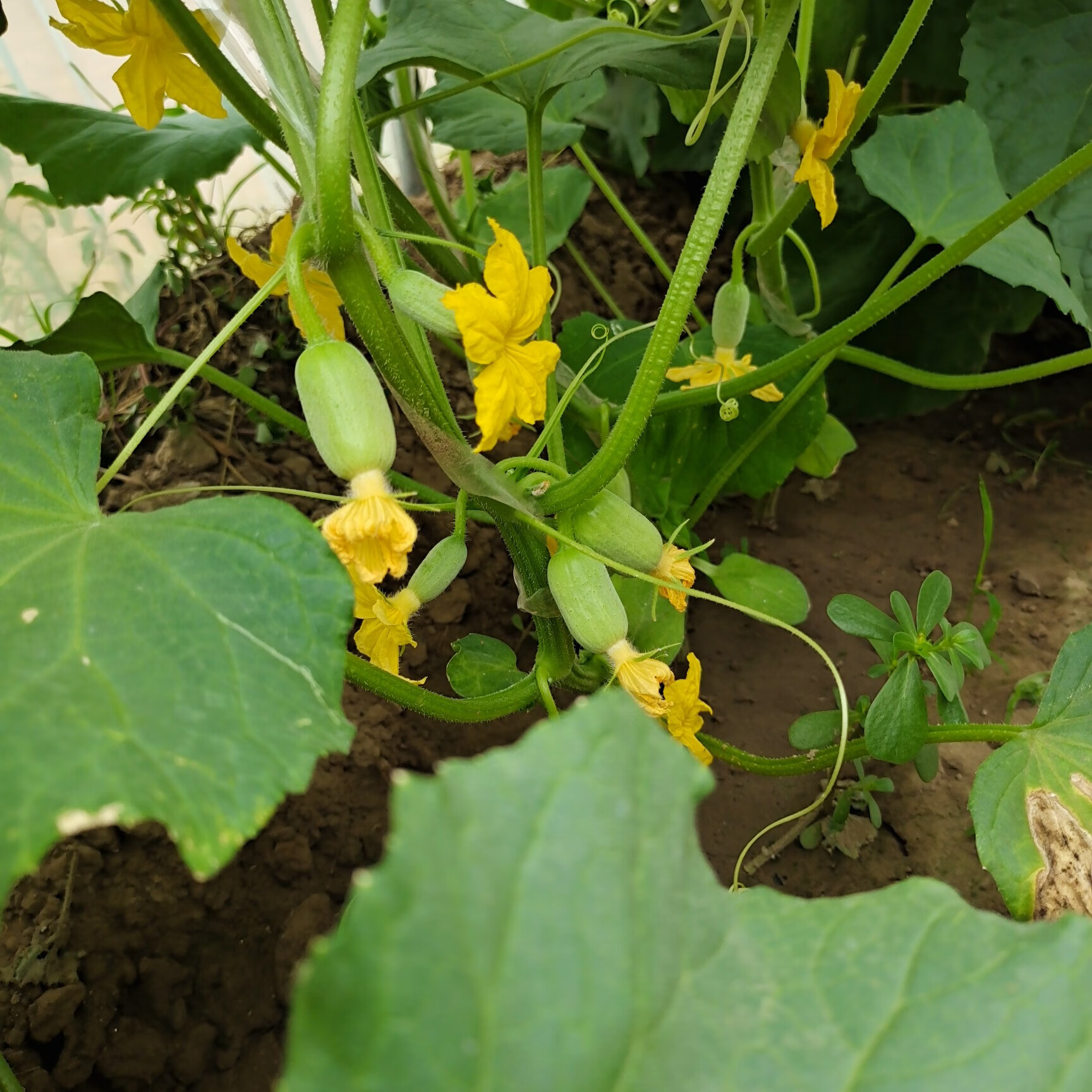 迷你玉女黄瓜种子水果黄瓜苗金童小黄瓜种籽阳台盆栽庭院蔬菜四季