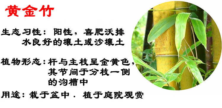 绿化苗批发基地电话号码