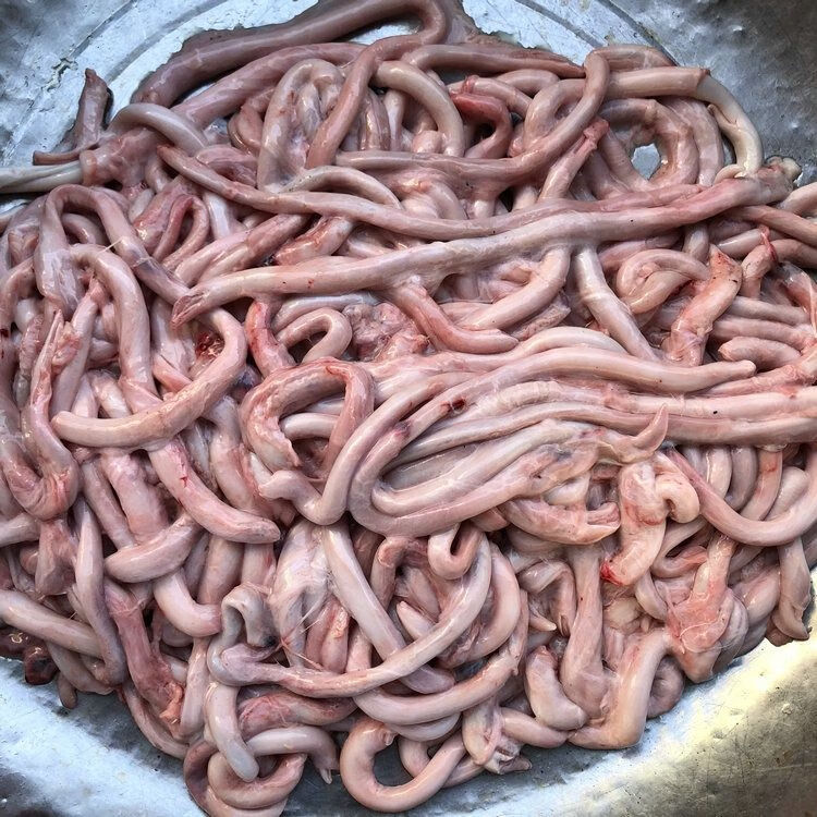 生鲜猪鞭 猪鞭食材猪鞭子猪鞭新鲜猪鞭烧烤 新鲜猪鞭四斤装(2000g)