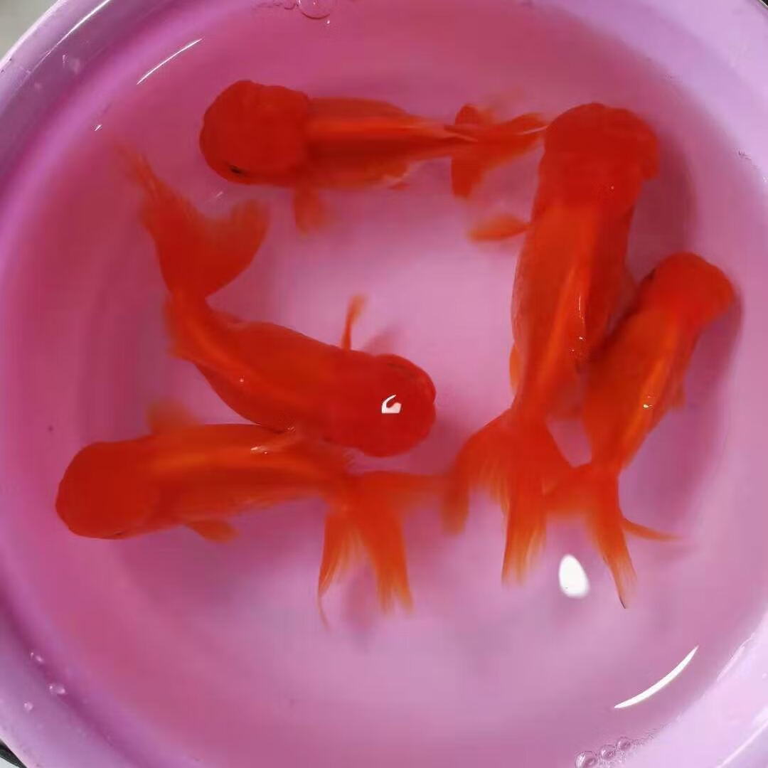 小金鱼鹤顶红头帽招财鱼活体红狮子头鸿运当头冷水鱼观赏鱼红金鱼红