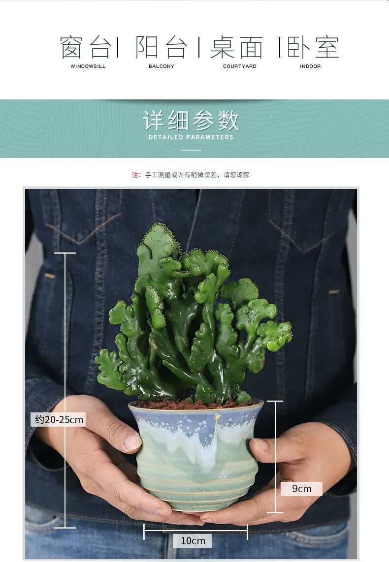 膨珊瑚多肉植物稀有品种大颗肉肉盆栽花卉罕见大株老桩绿植好养活 宽