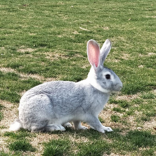 巨兔活物活体宠物月月兔苗肉兔种兔批发可食用可繁殖 八点黑大肉兔子
