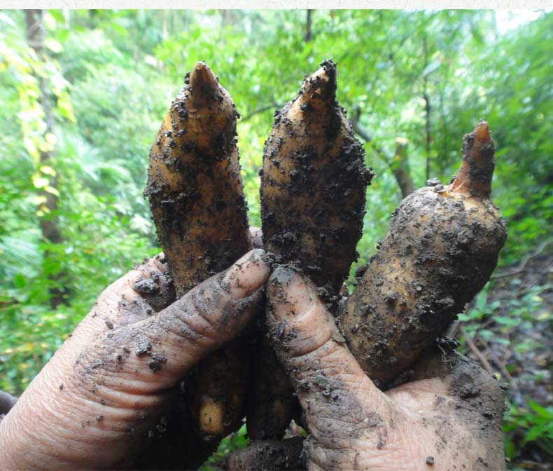 新鲜天麻贵州深山现挖活天麻中药大方乌天麻鲜500g非野生天麻特级 2-3