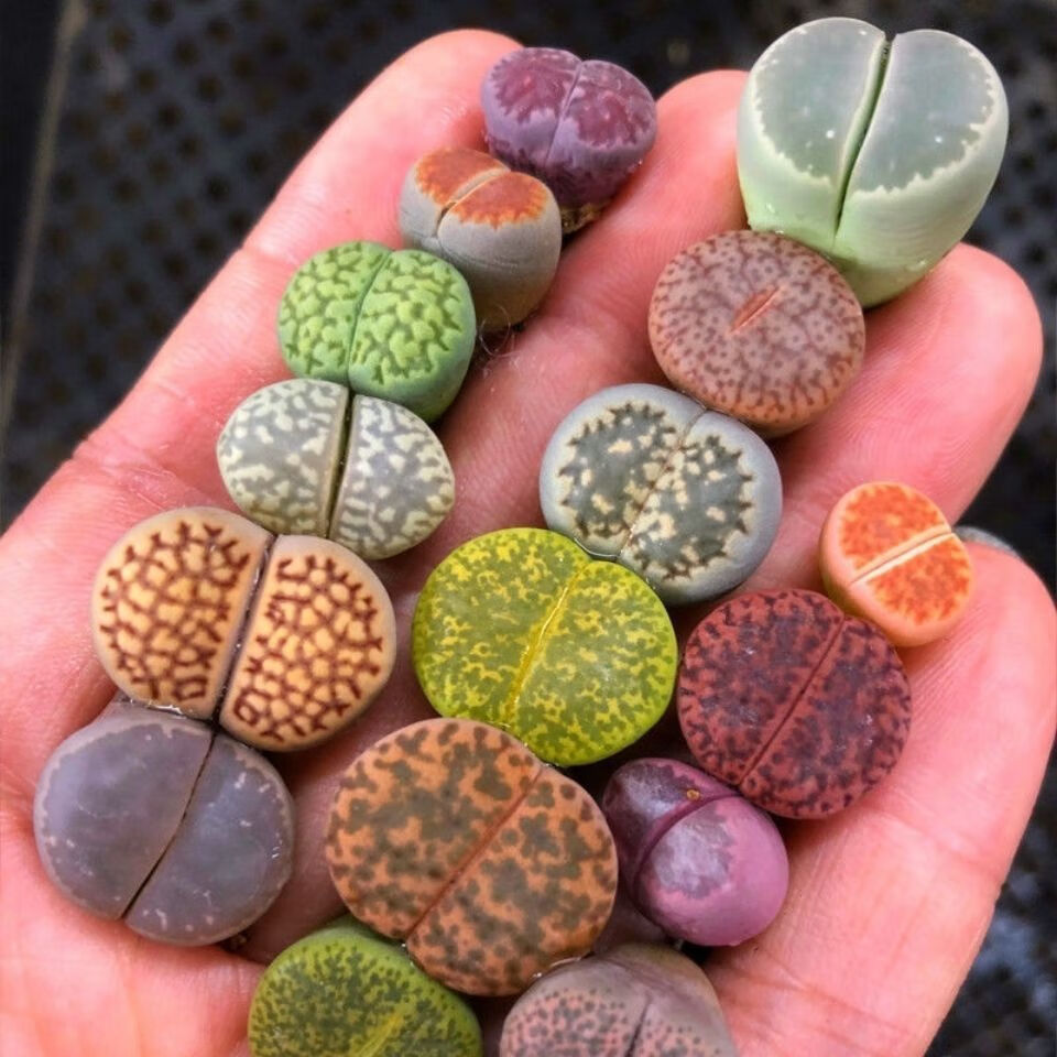 大颗粒生石花南非混更易活 番杏科多肉植物 石头花肉肉pp花屁股花 15