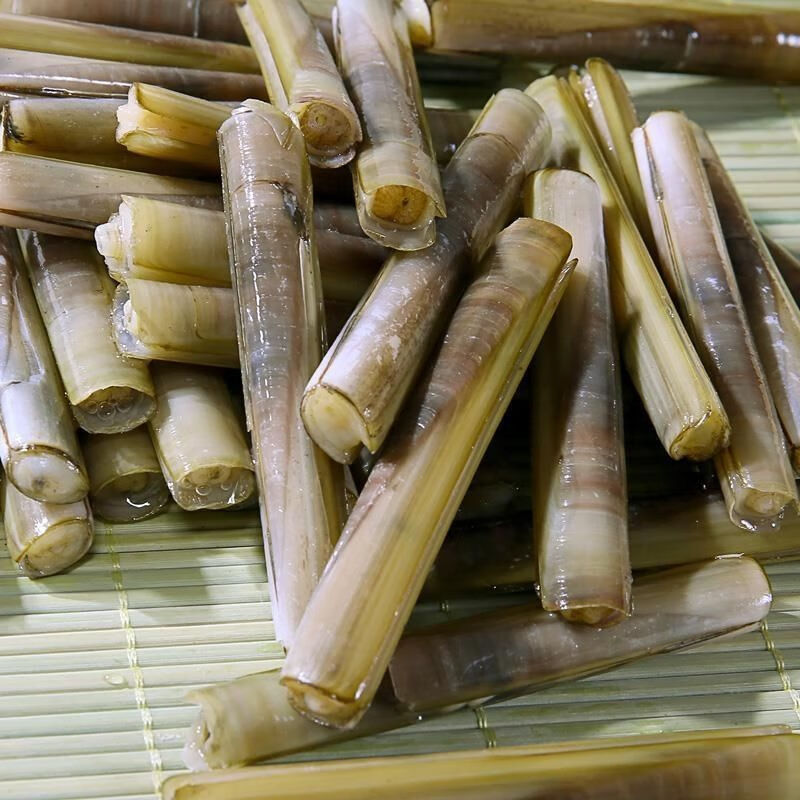 大竹蛏子海鲜水产贝类鲜活蛏子速冻新鲜蛏子双头蛏海蚬海贝 君闵 大蛏