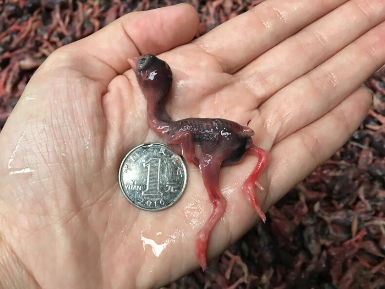 新鲜小鹌鹑肉乳鹌鹑孵化鹌鹑幼仔雏现杀速冻肉类宠物生骨肉出壳