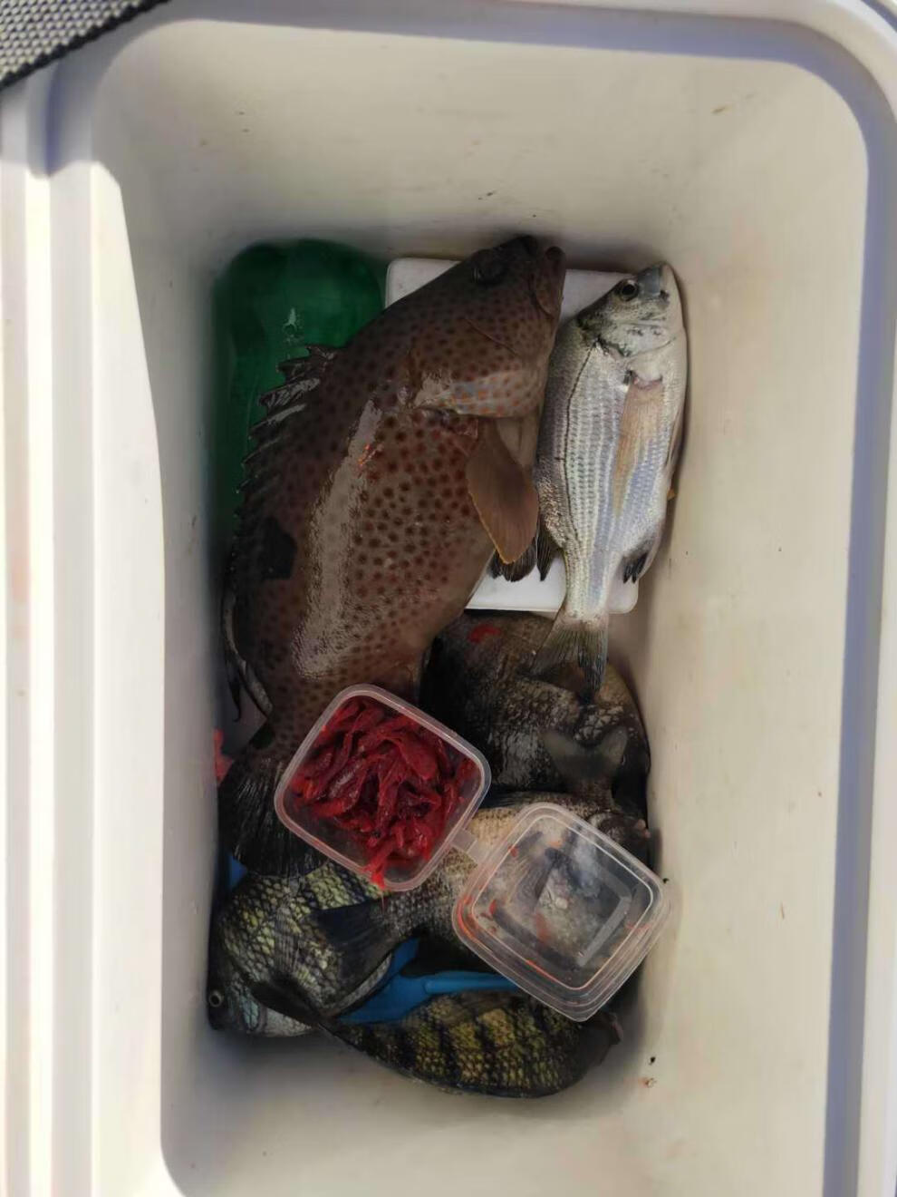 魚餌魚餌南極蝦海釣餌黑鯛立魚烏頭鯧魚紅蟲筏釣磯釣船釣檸檬黃ll一盒