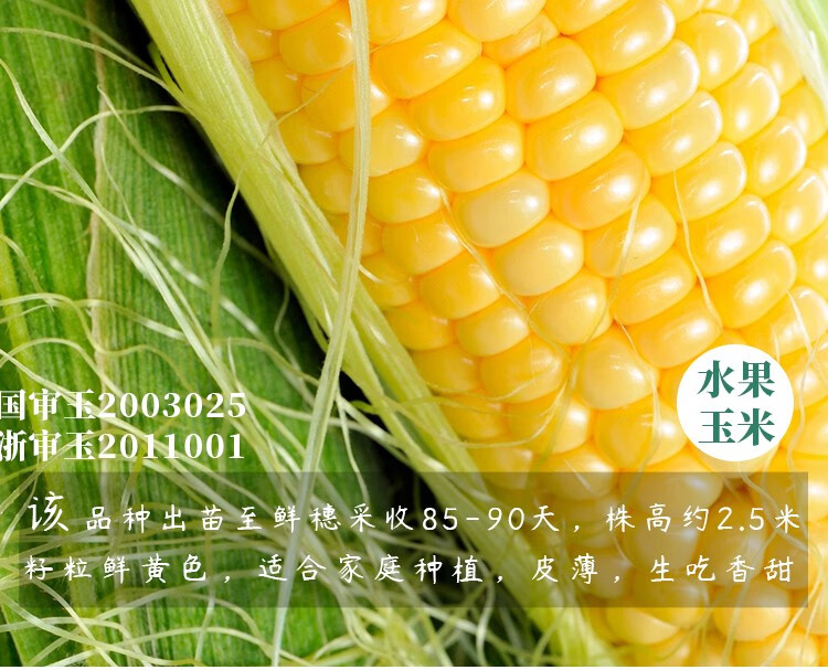 寿禾水果玉米种子脆甜高产可生食超甜玉米种籽寿禾苏科甜1506玉米种子