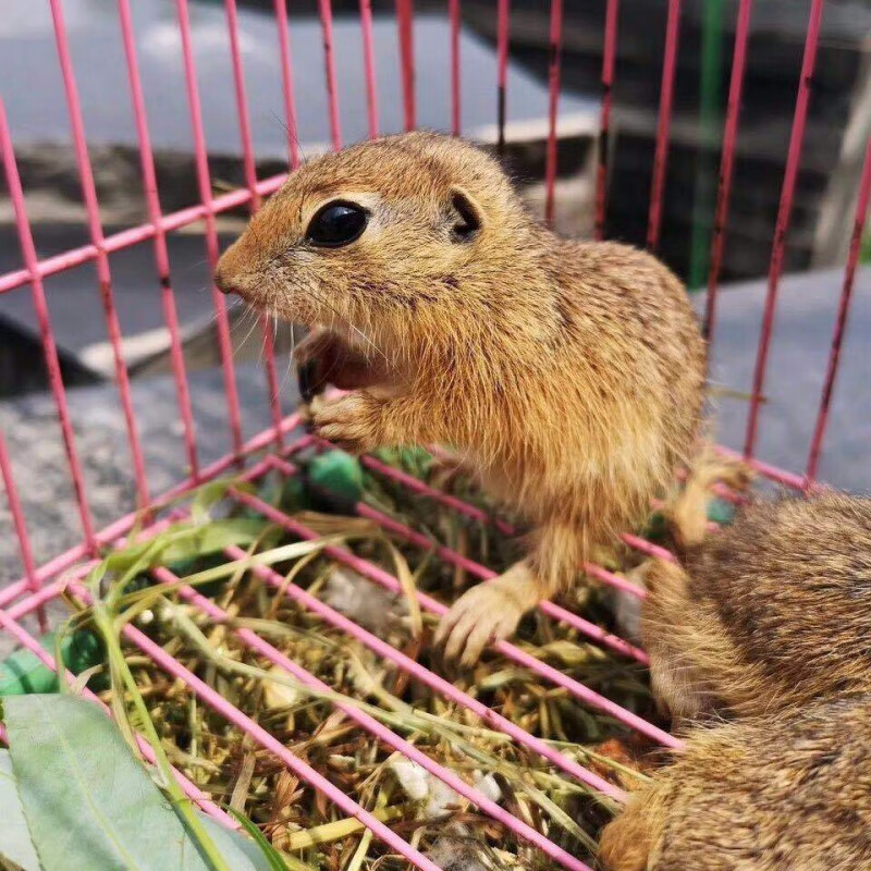京选推荐网红土拨鼠幼崽迷你土拨鼠家养亲人宠物打疫苗土拨鼠幼崽公