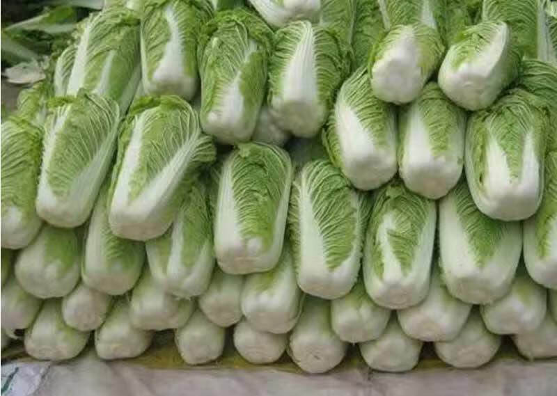 大白菜新鲜蔬菜批发10斤东北农家菜整颗白菜可做酸菜辣白菜5斤56斤装