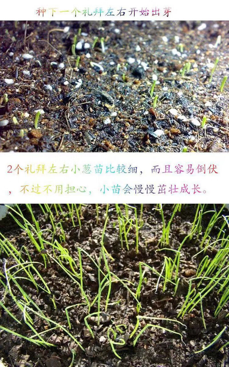 四季小香葱种子阳台室内盆栽易种植蔬菜种子小葱香葱种籽大全批发