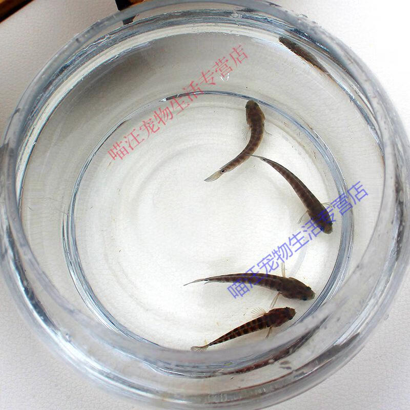 瑾伦七星鱼苗活体淡水养殖山斑珍珠赤雷龙月鳢蛇鱼金鱼冷水观赏鱼